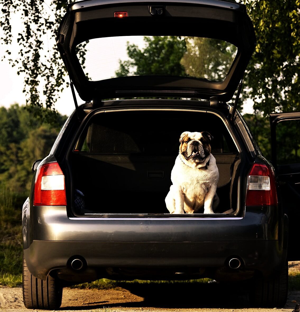 Pies w otwartym bagażniku - Parking dla różnych typów samochodów