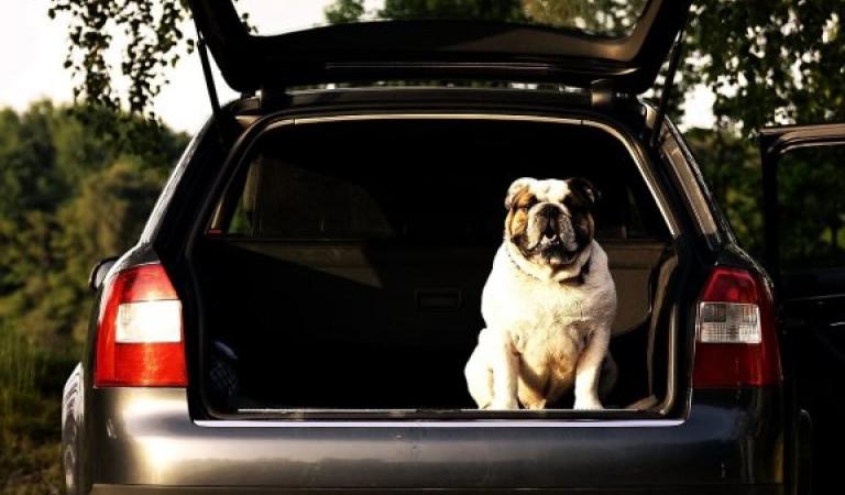Dog in the boot - parking spaces for different types of car